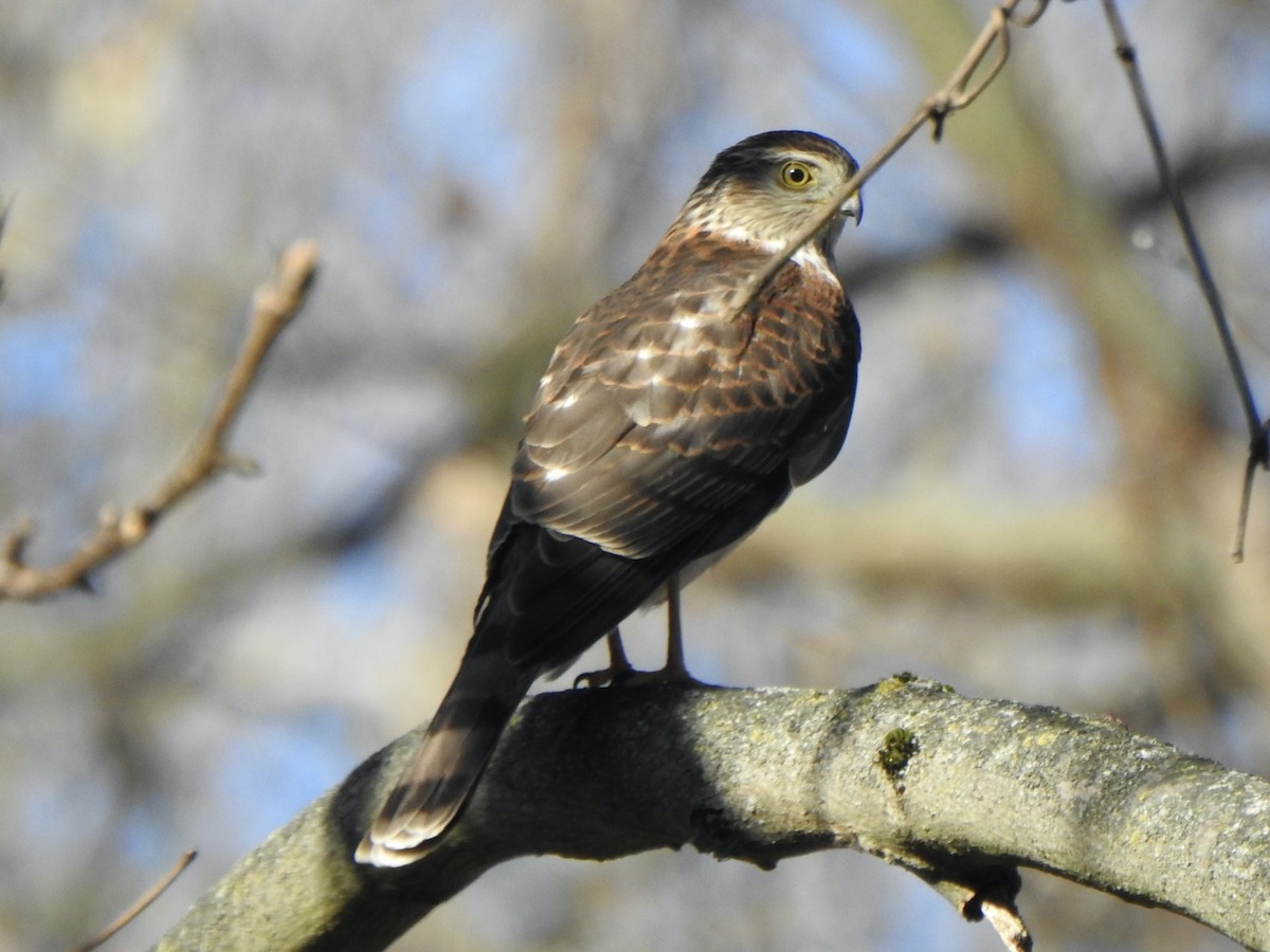 Sharp-shinned Hawk - ML645191743