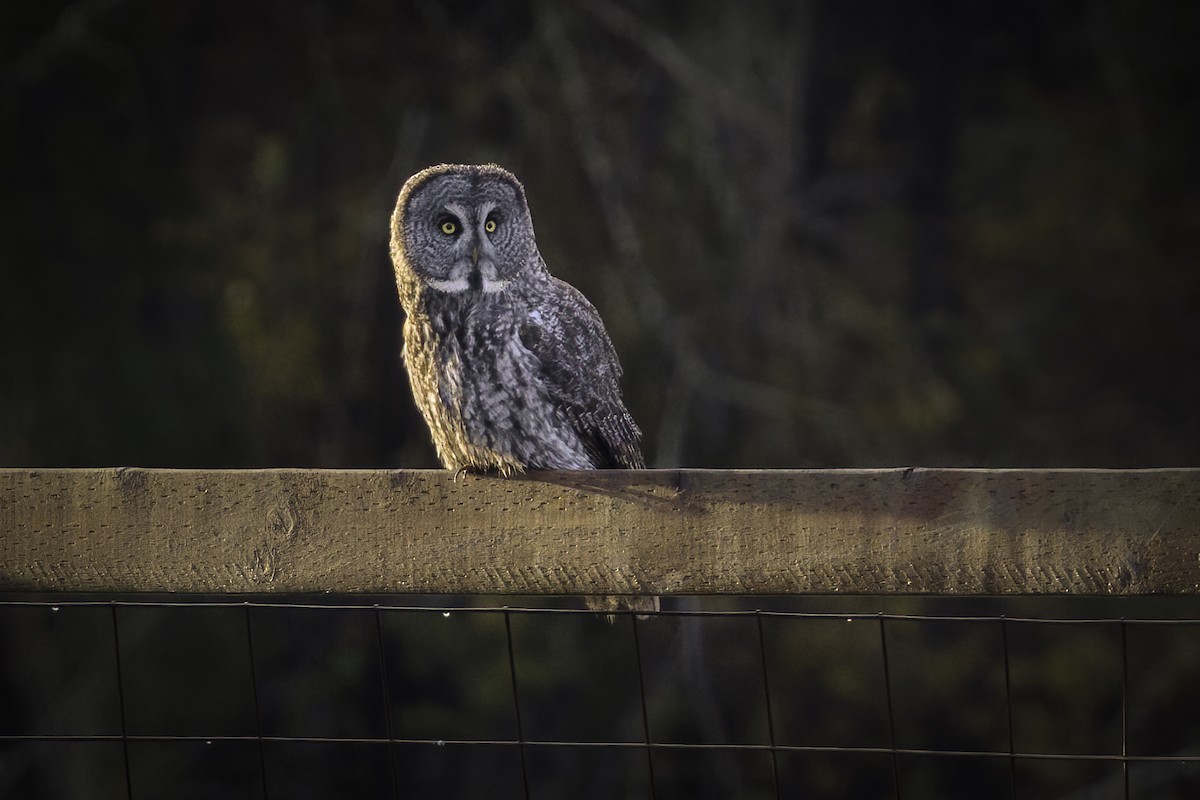Great Gray Owl - ML645191744