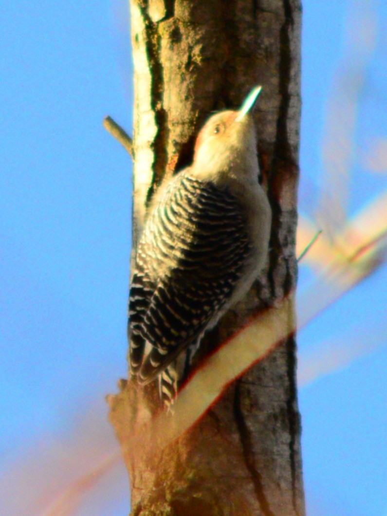 Carpintero de Carolina - ML645191759