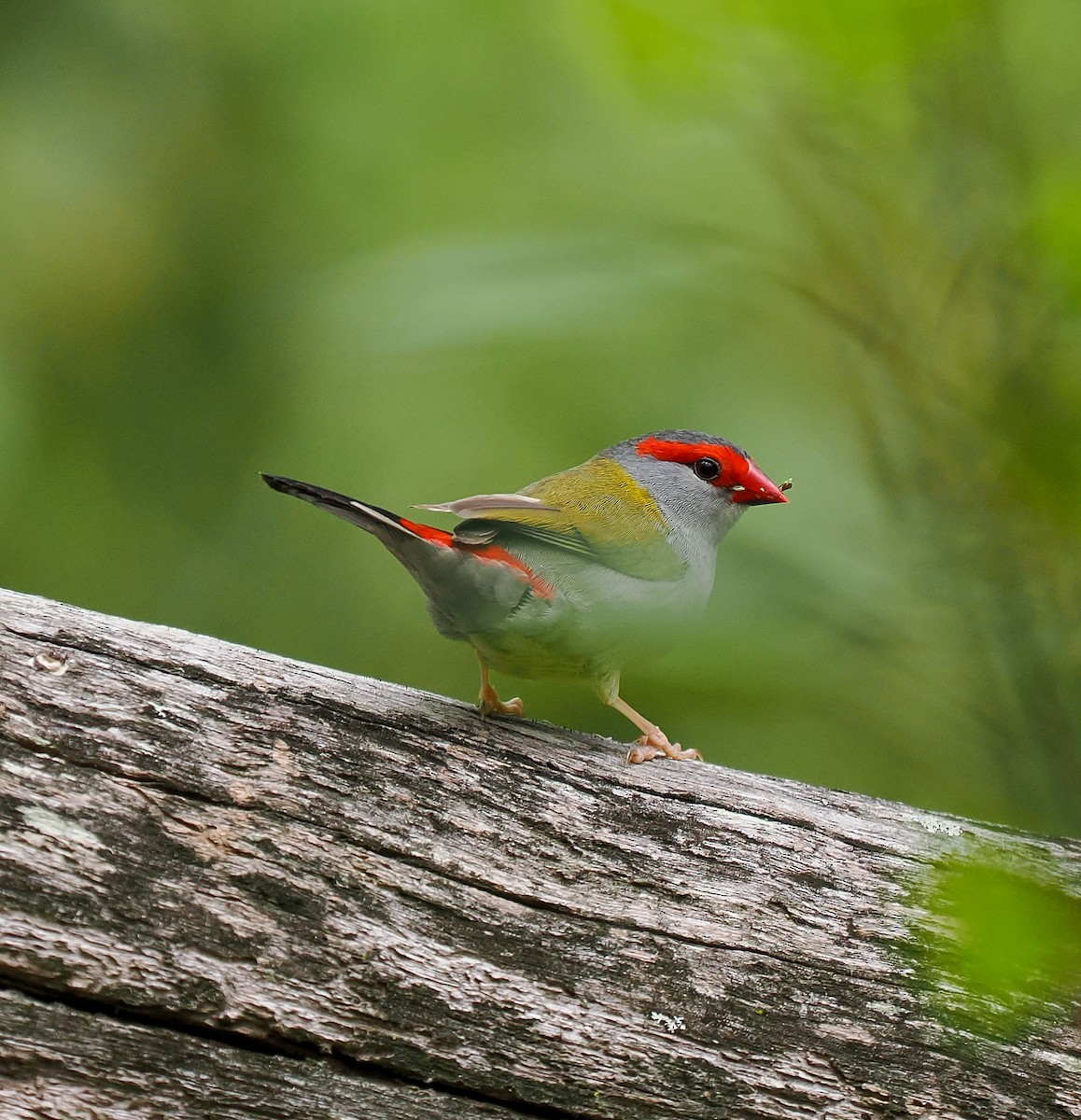 Red-browed Firetail - ML645191760