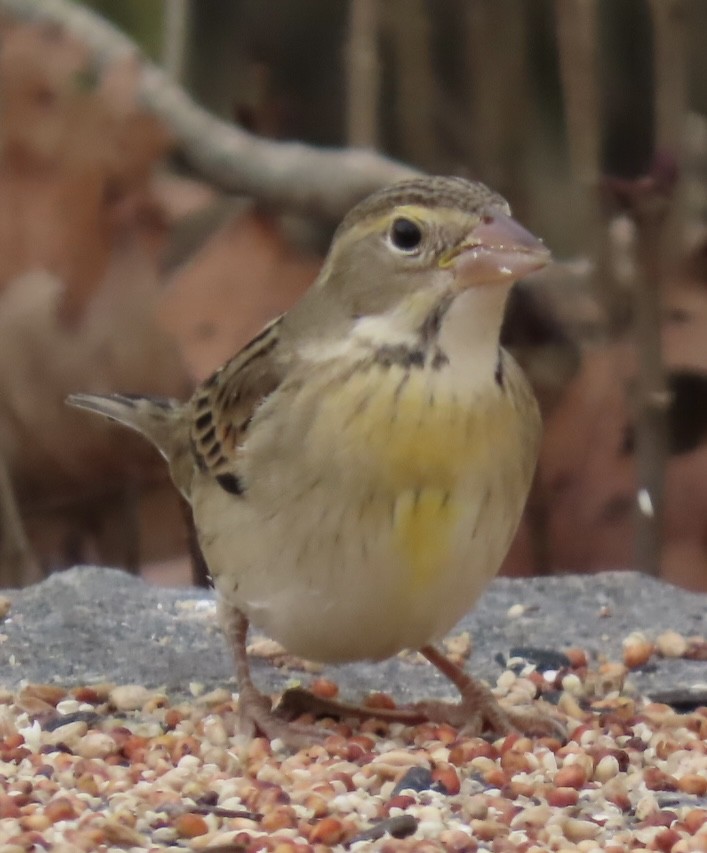 Dickcissel - ML645191780