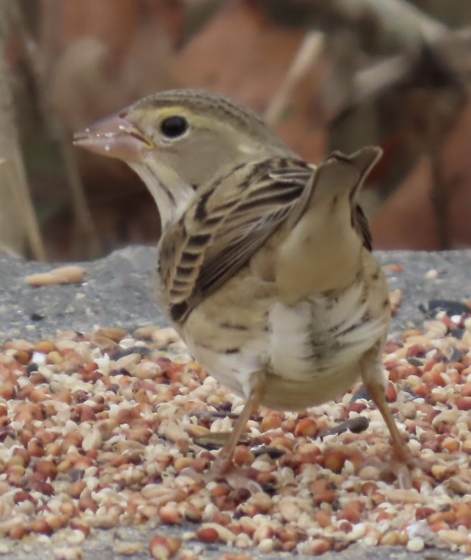 Dickcissel - ML645191781