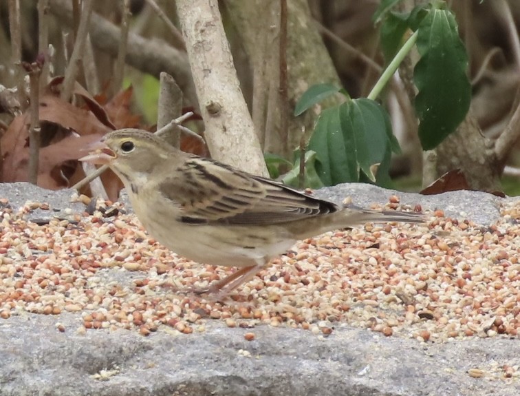 Dickcissel - ML645191782