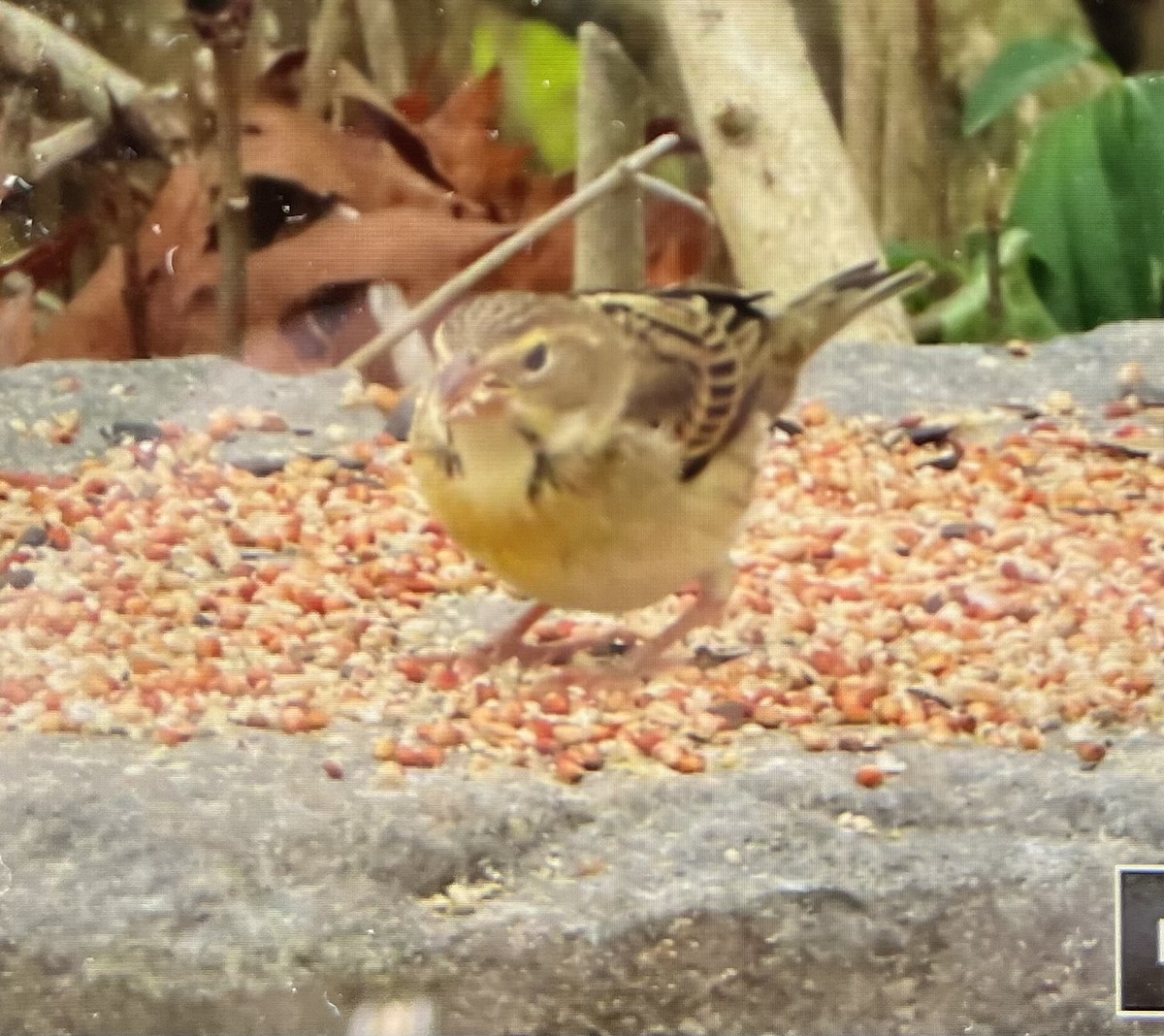 Dickcissel - ML645191783