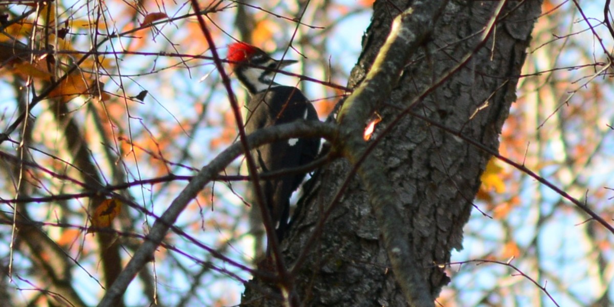 Pileated Woodpecker - ML645191785
