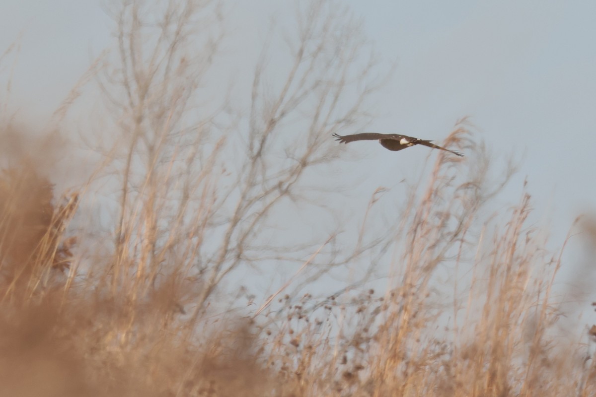 mørkmyrhauk - ML645191790