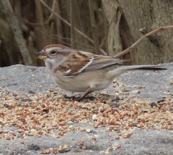 American Tree Sparrow - ML645191803