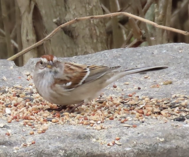 American Tree Sparrow - ML645191804