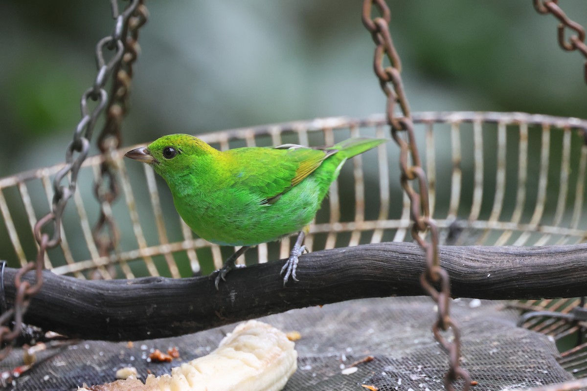Rufous-winged Tanager - ML645191822