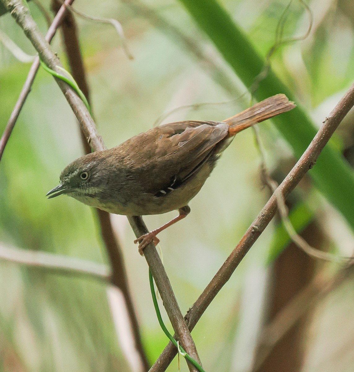 White-browed Scrubwren - ML645191828