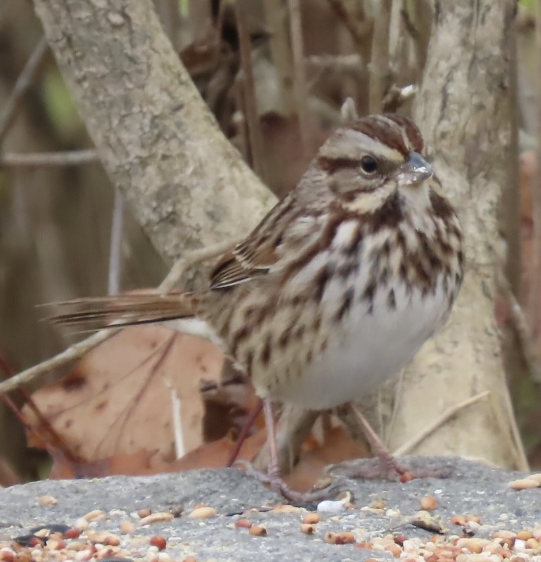 Song Sparrow - ML645191830