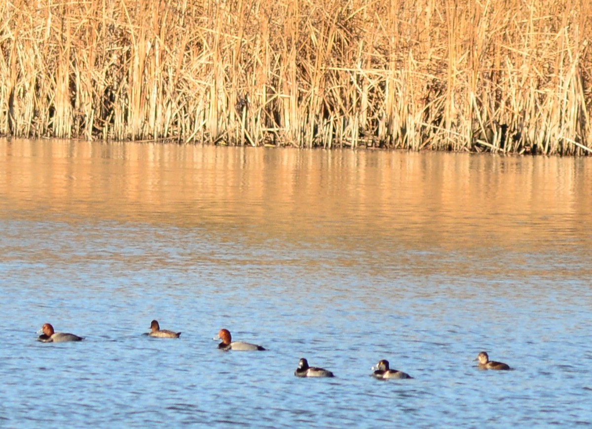 Ring-necked Duck - ML645191832