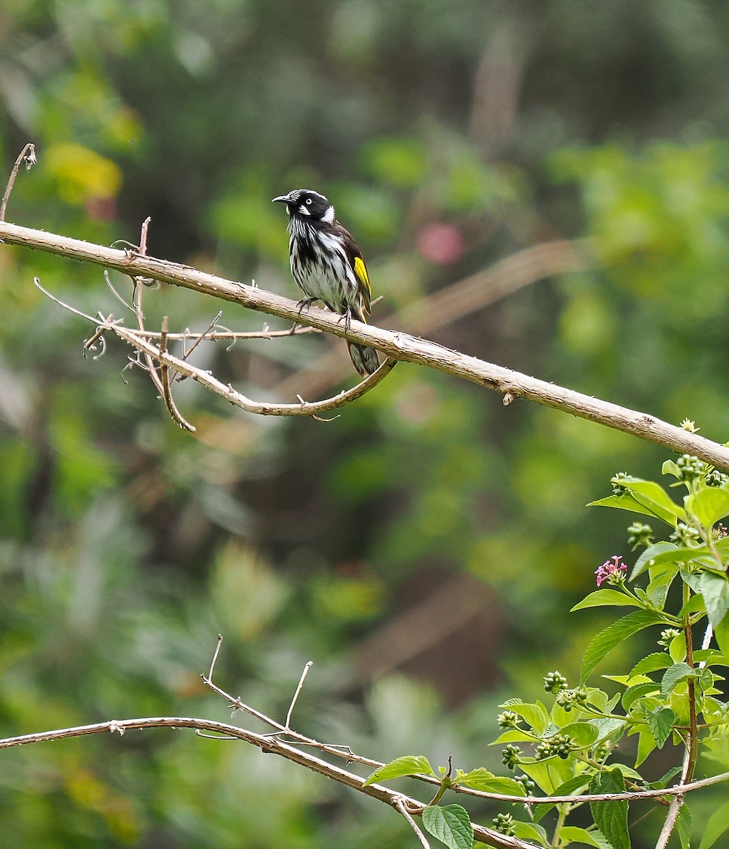 New Holland Honeyeater - ML645191839