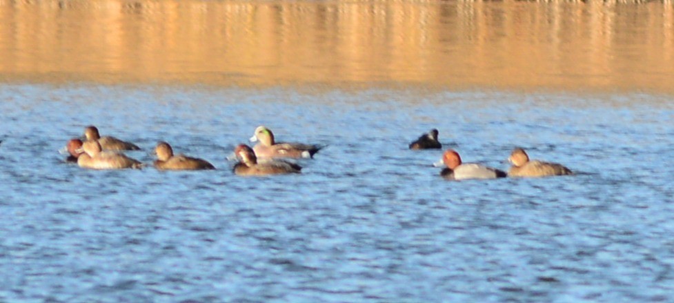 Fischione americano - ML645191841