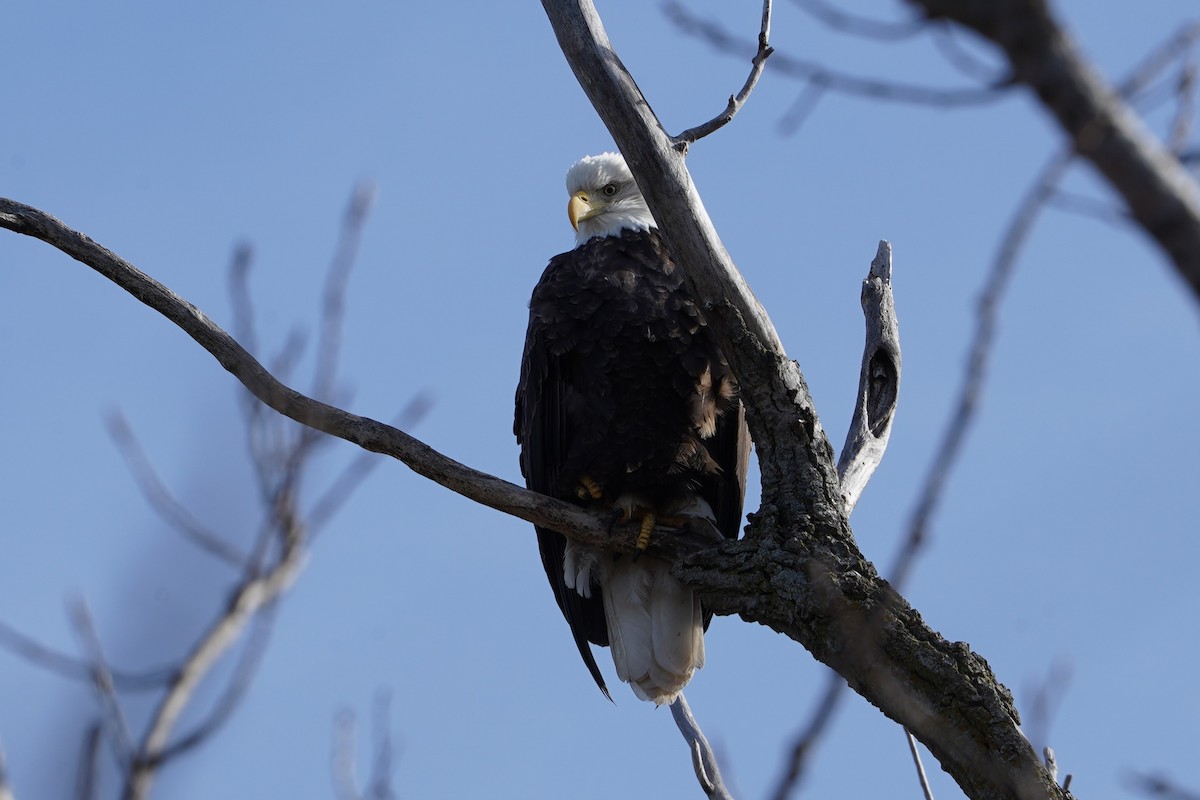 Bald Eagle - ML645191842