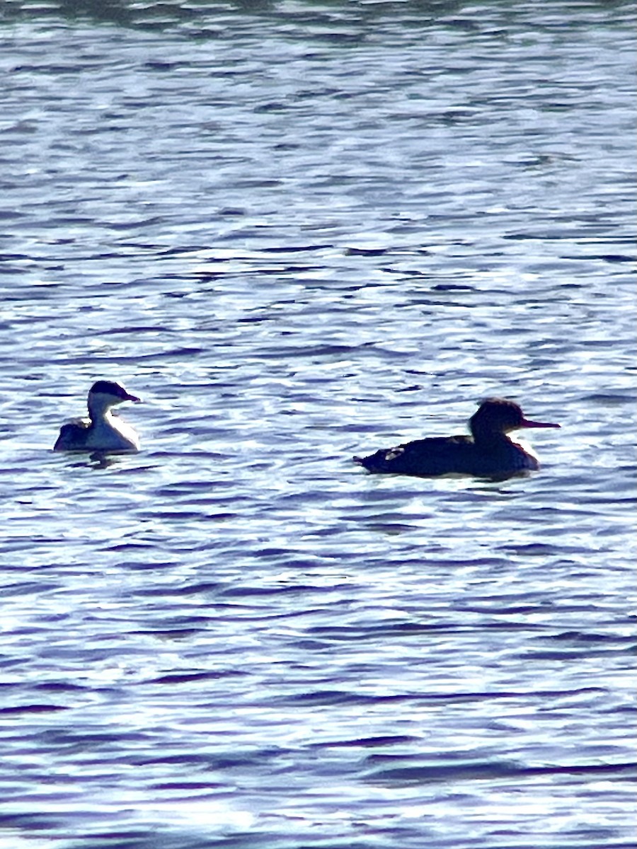 Svasso cornuto - ML645191844