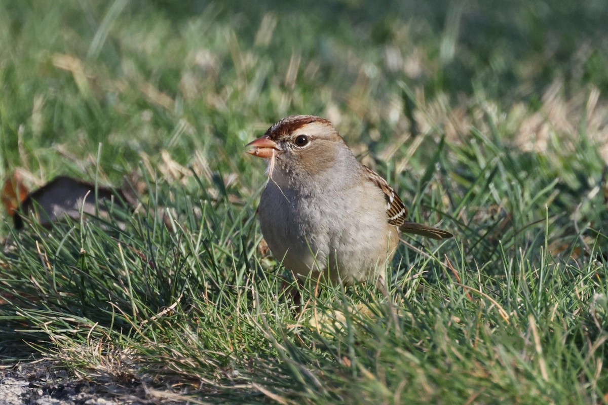 White-crowned Sparrow - ML645191845
