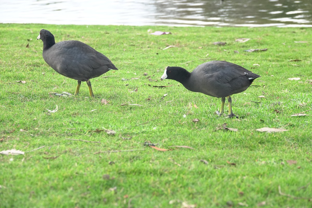 American Coot - ML645191846