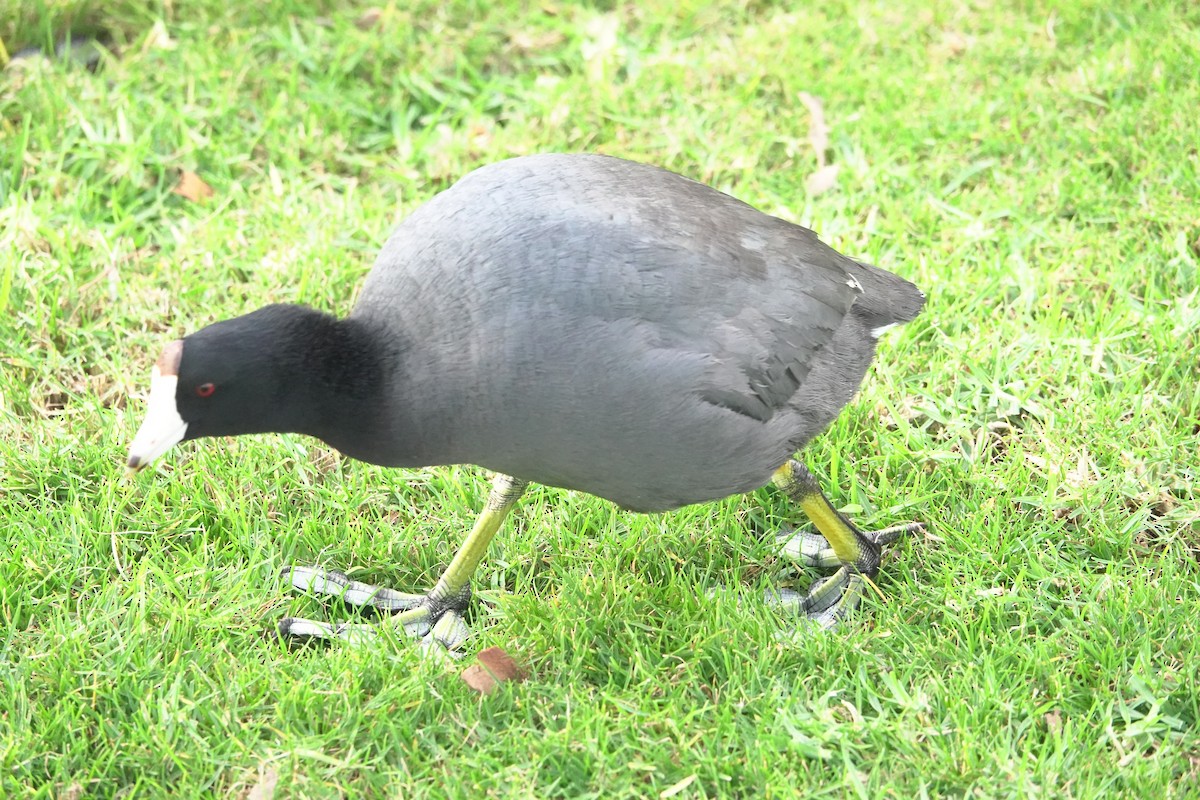 American Coot - ML645191847