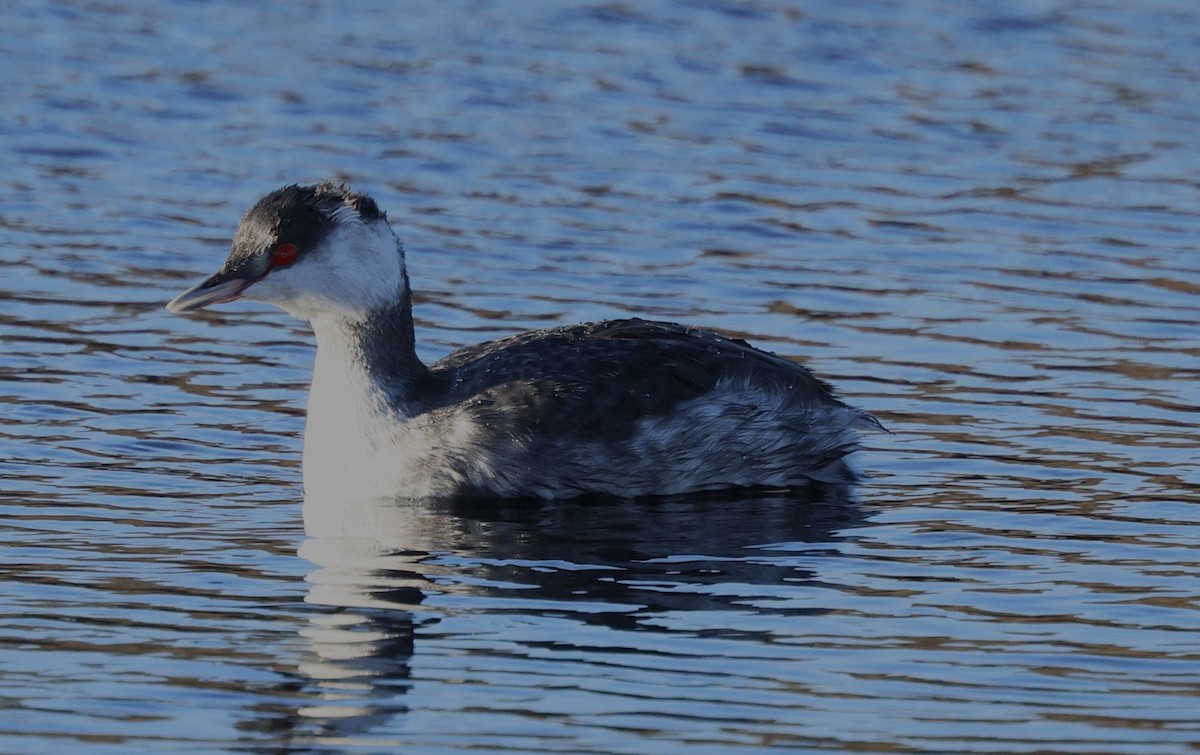 Svasso cornuto - ML645191848