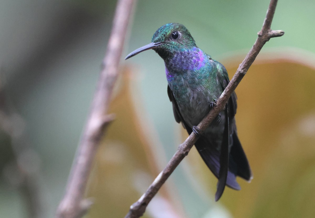 Blue-chested Hummingbird - ML645191849