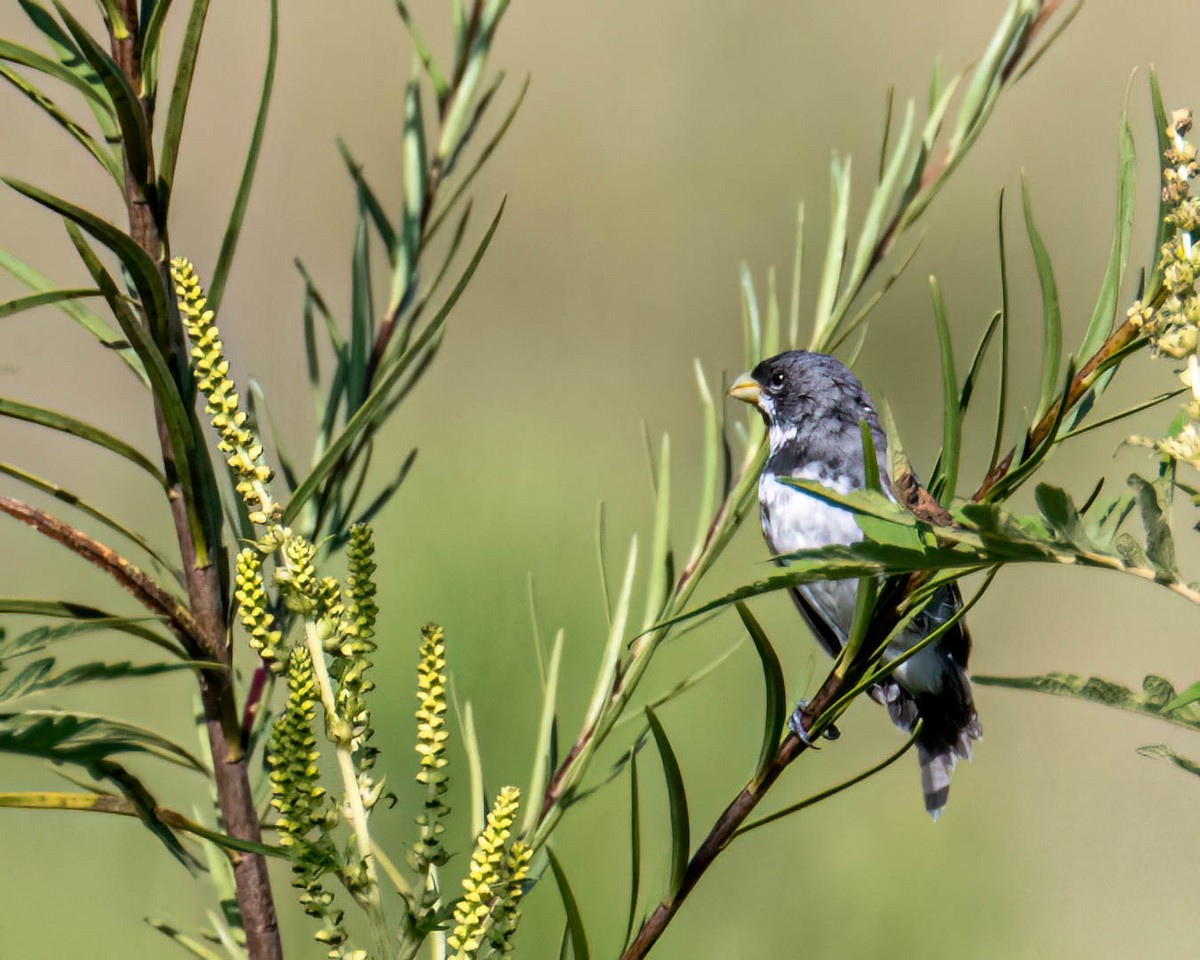 Double-collared Seedeater - ML645191853