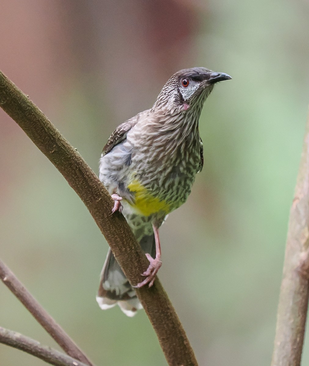 Red Wattlebird - ML645191856