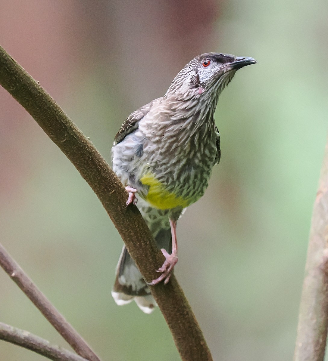 Red Wattlebird - ML645191857