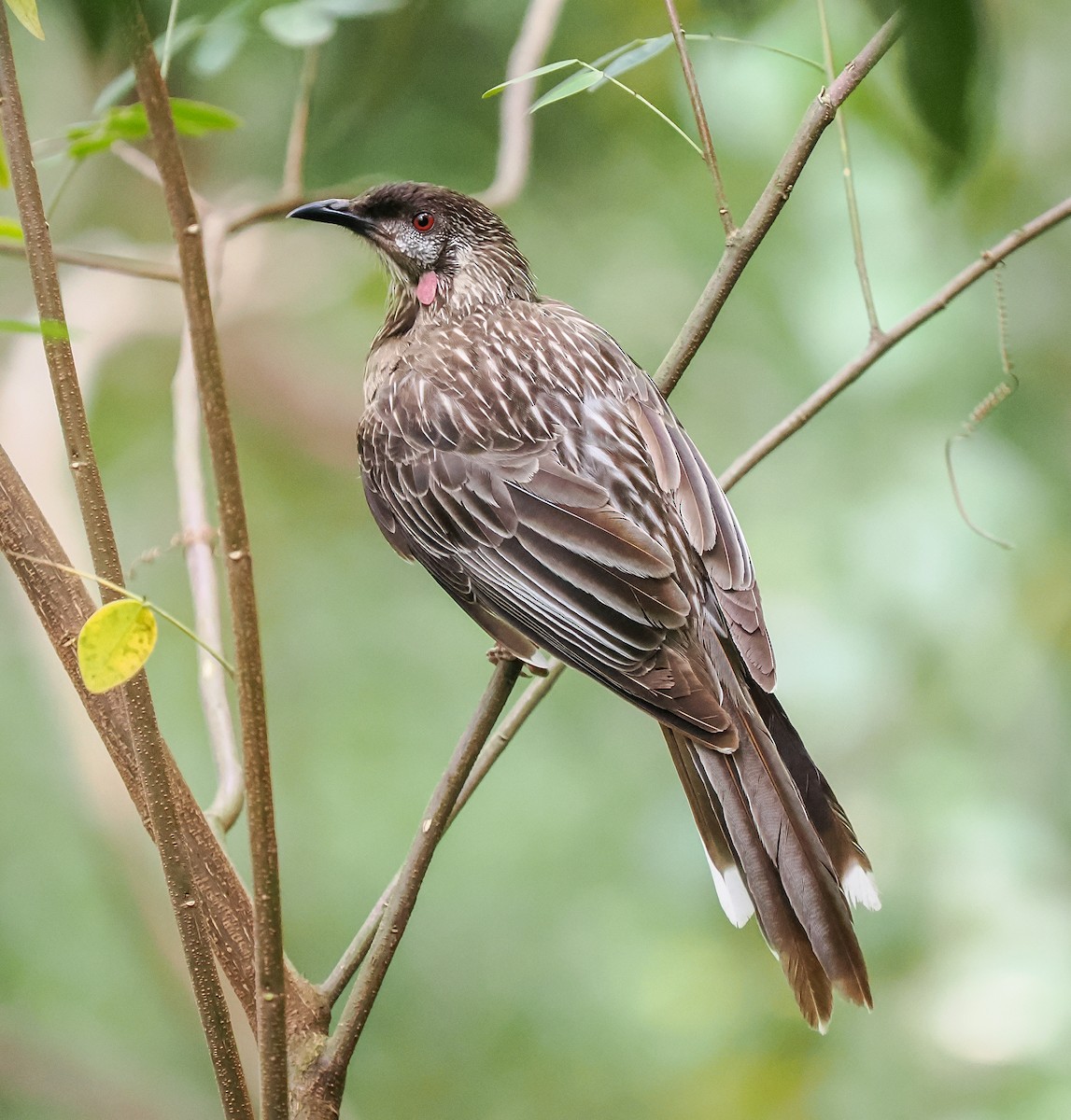 Red Wattlebird - ML645191859
