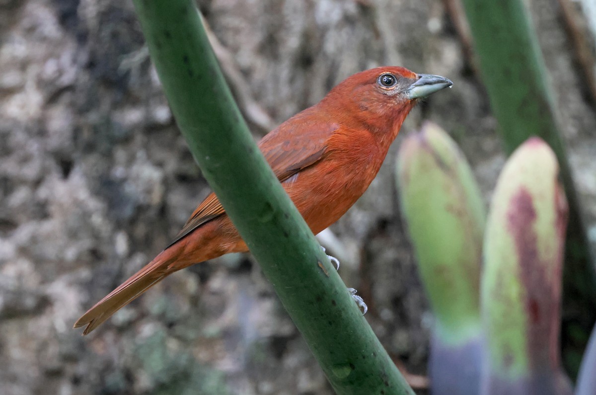 Hepatic Tanager - ML645191862