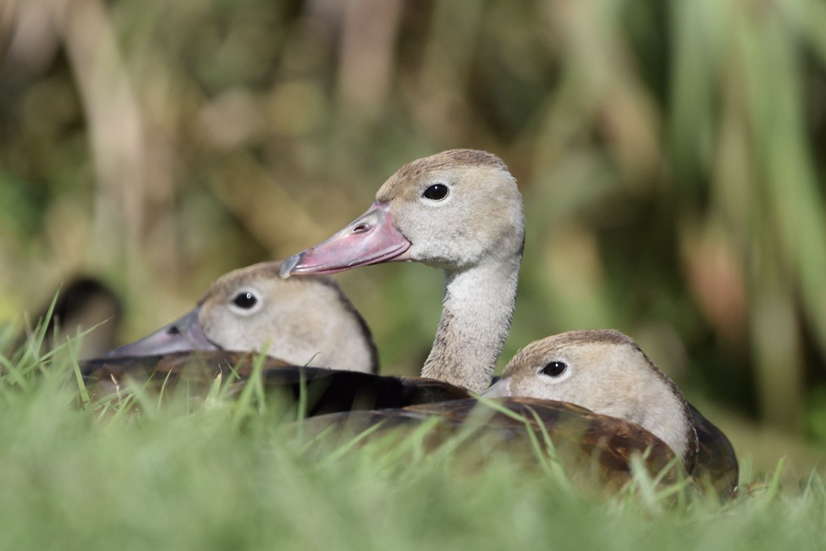 Dendrocigna beccorosso - ML645191865