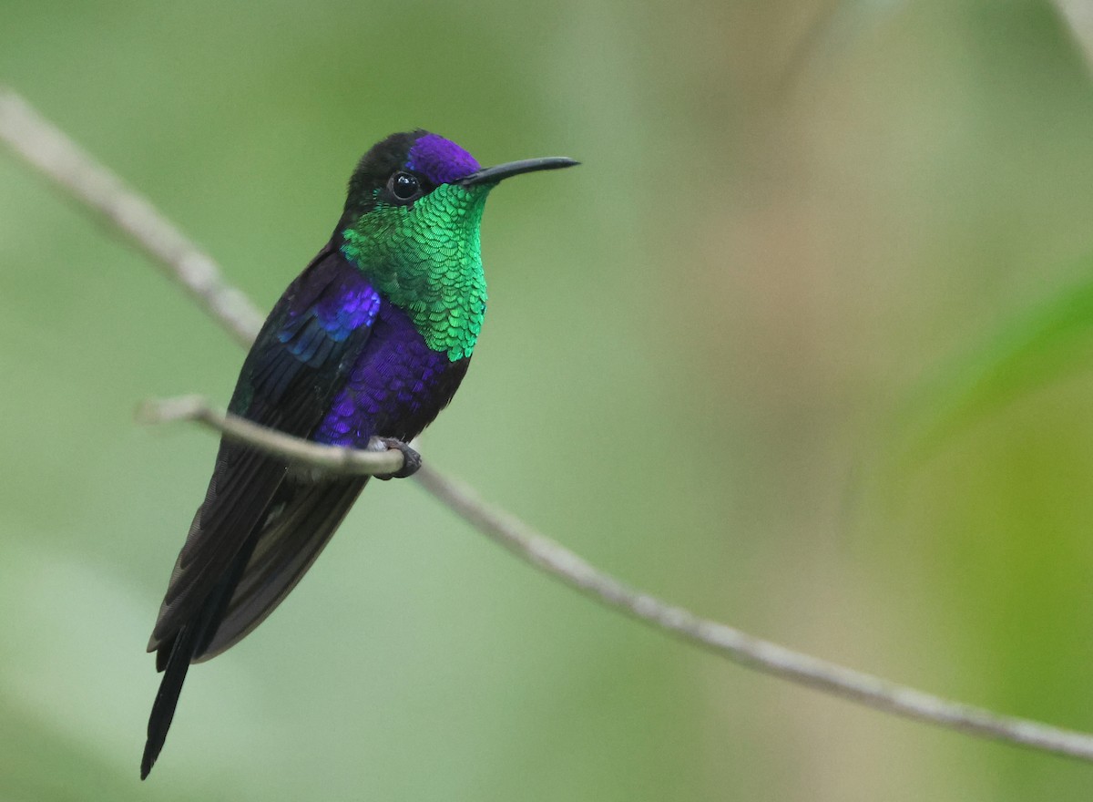 Crowned Woodnymph - ML645191867