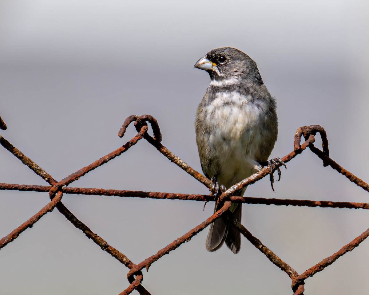 Double-collared Seedeater - ML645191868