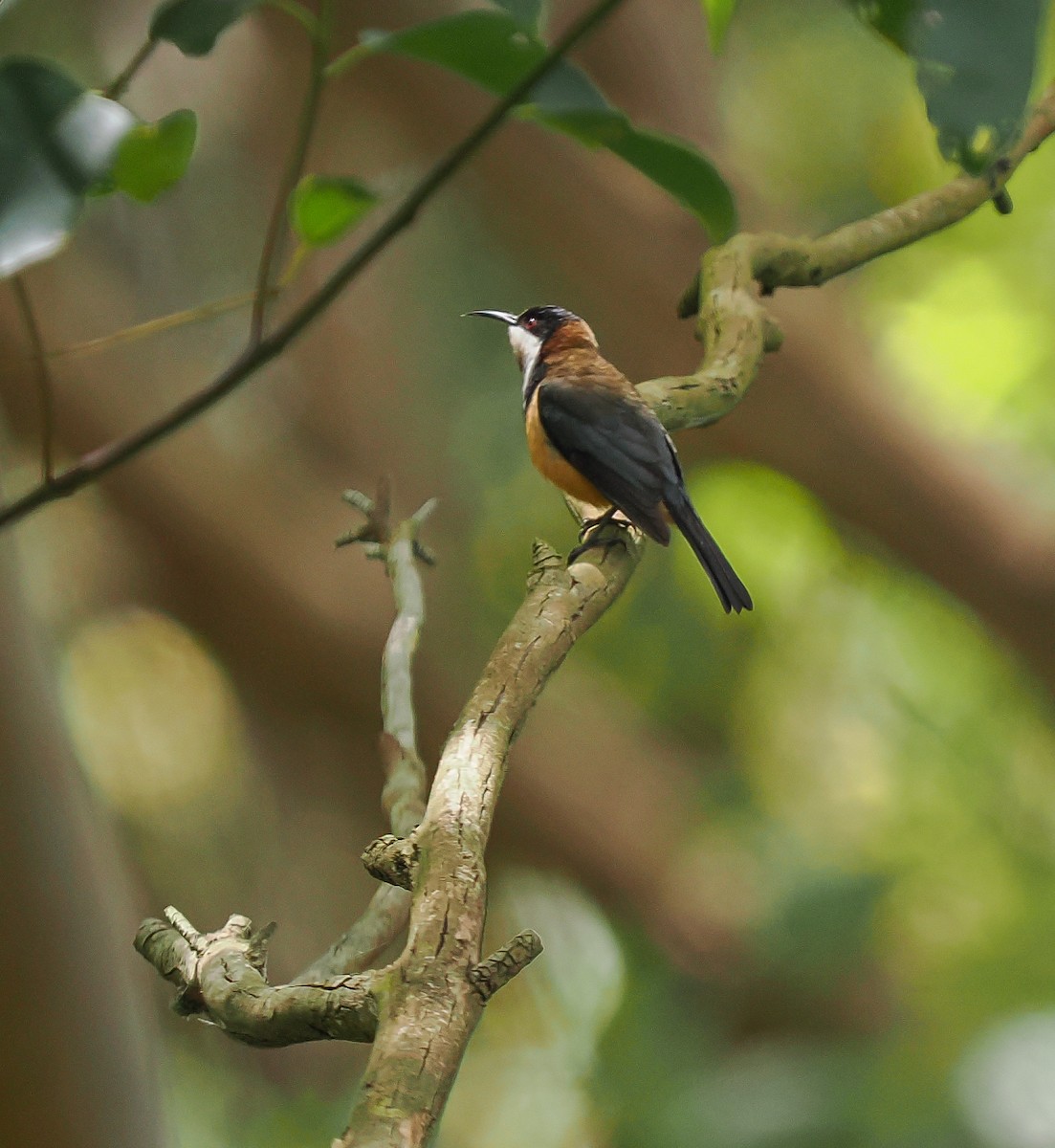 Eastern Spinebill - ML645191870