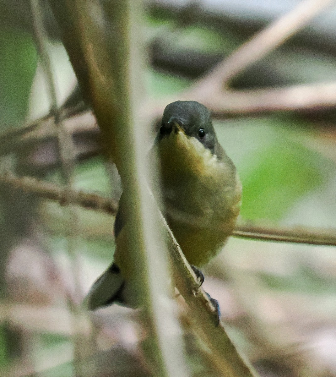 Eastern Spinebill - ML645191871