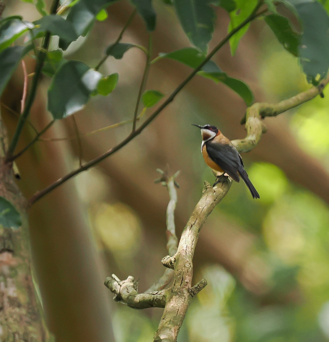 Eastern Spinebill - ML645191872
