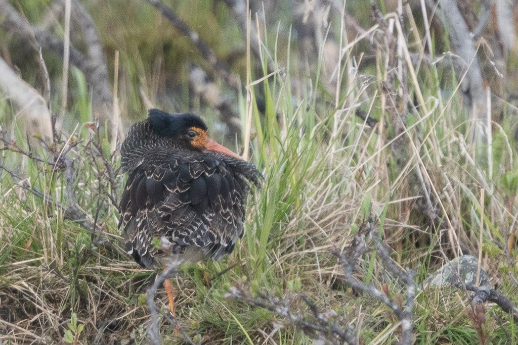 Combattente - ML645191874