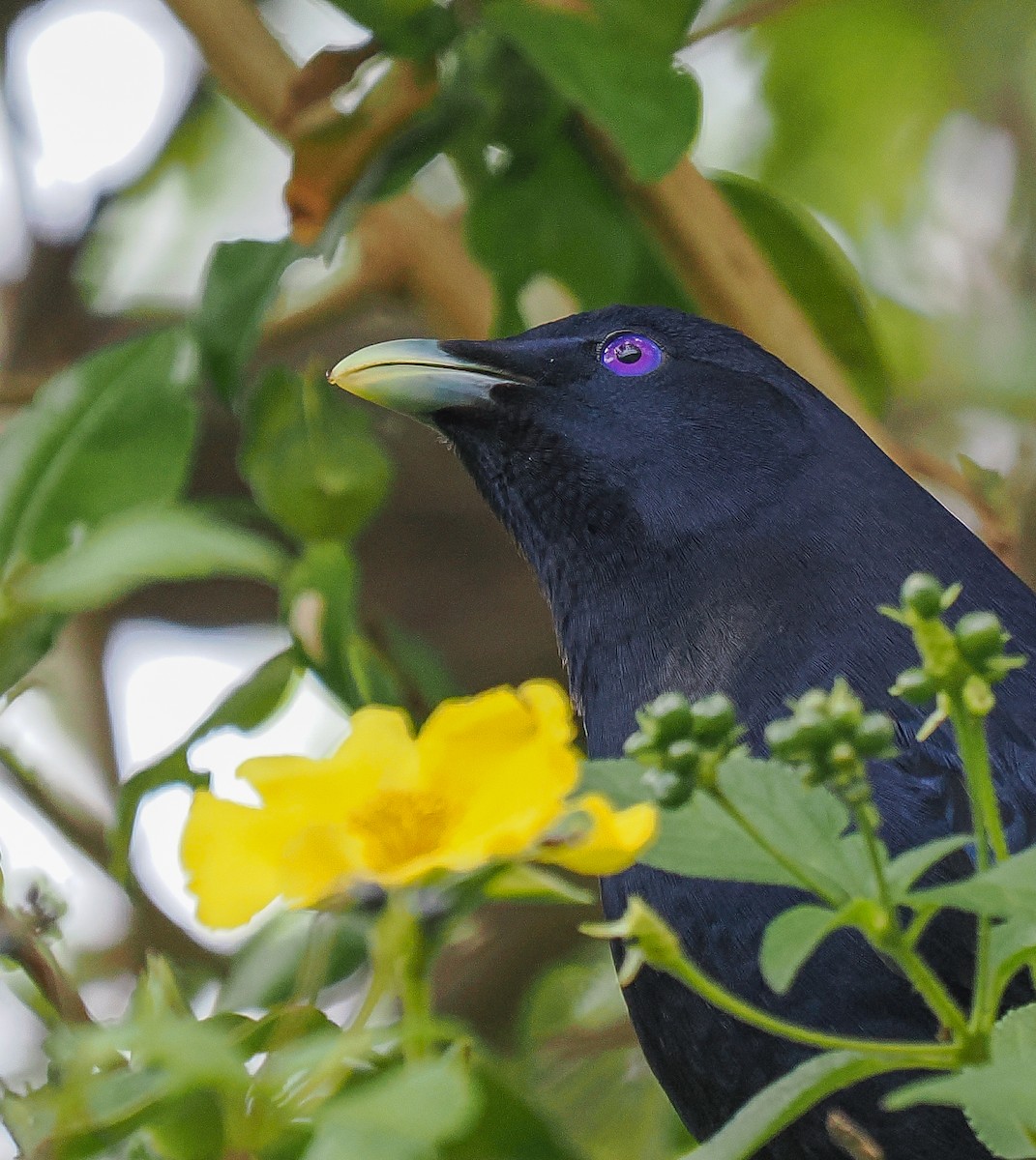 Satin Bowerbird - ML645191877