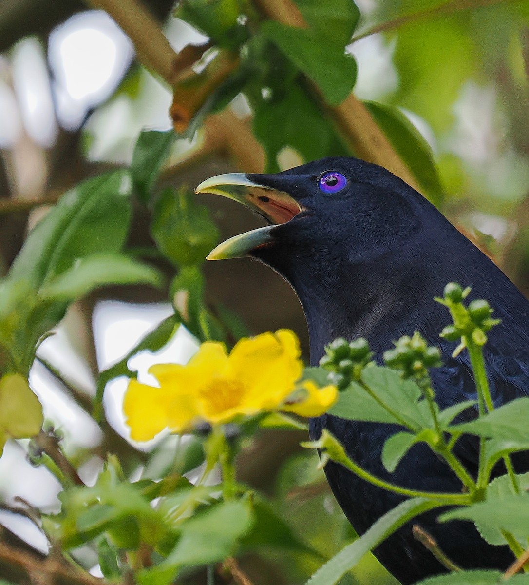 Satin Bowerbird - ML645191878