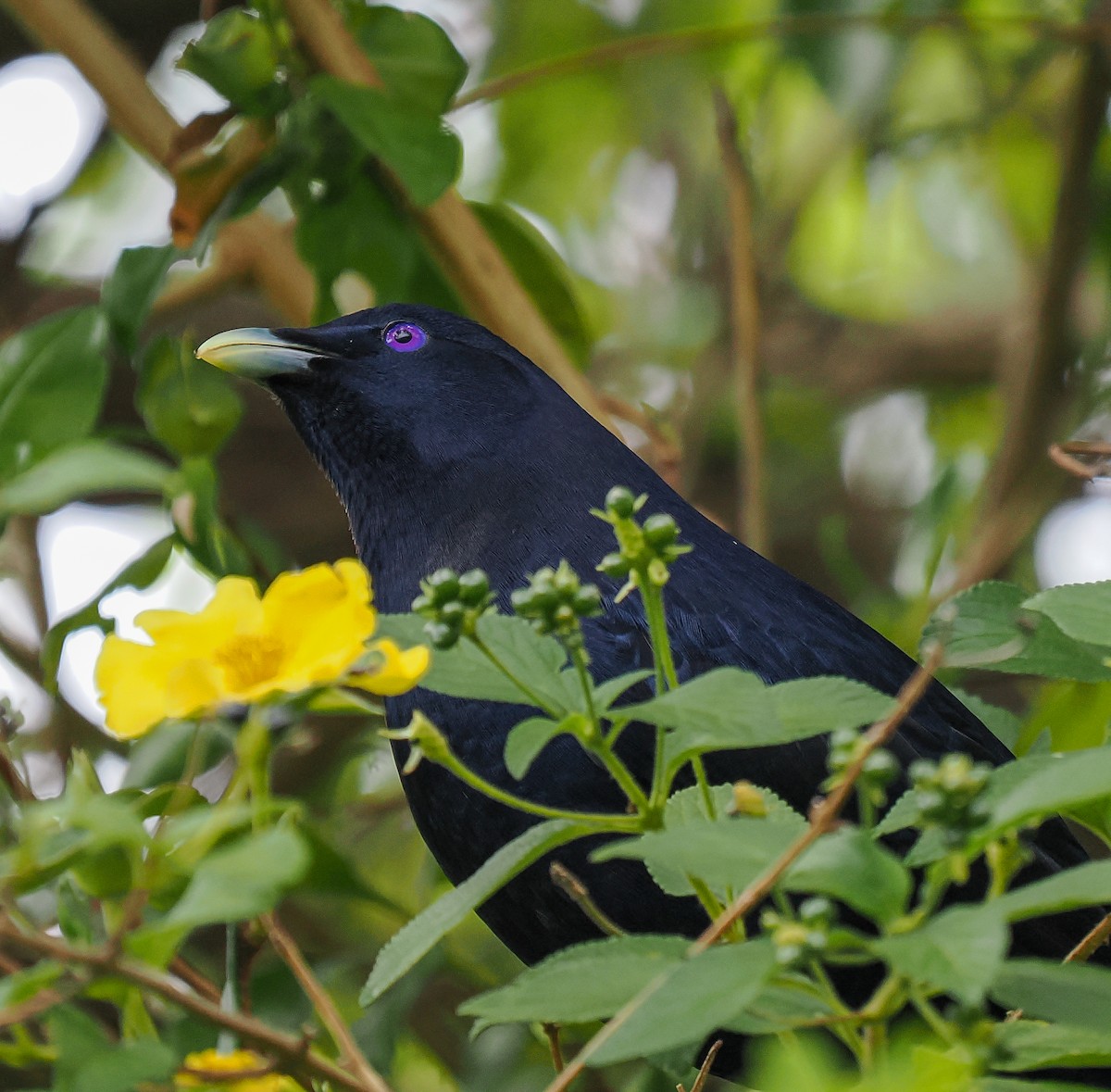 Satin Bowerbird - ML645191879