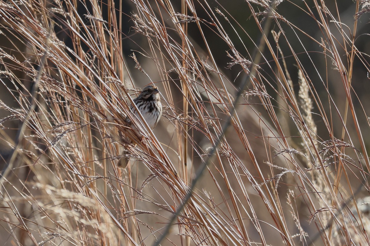 Song Sparrow - ML645191893