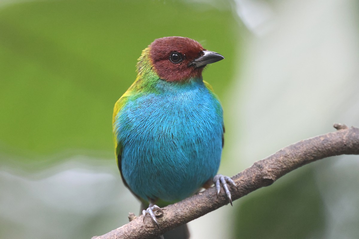 Tangara Cabecibaya - ML645191894