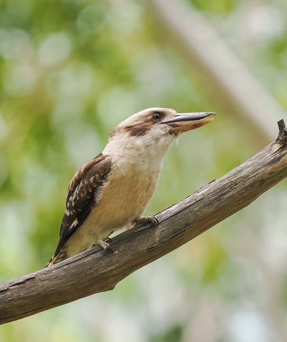 Laughing Kookaburra - ML645191896