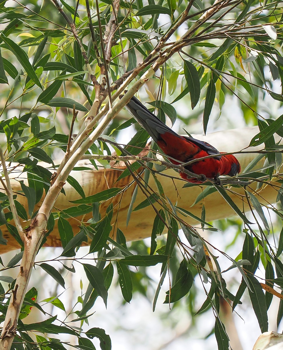 Crimson Rosella - ML645191902