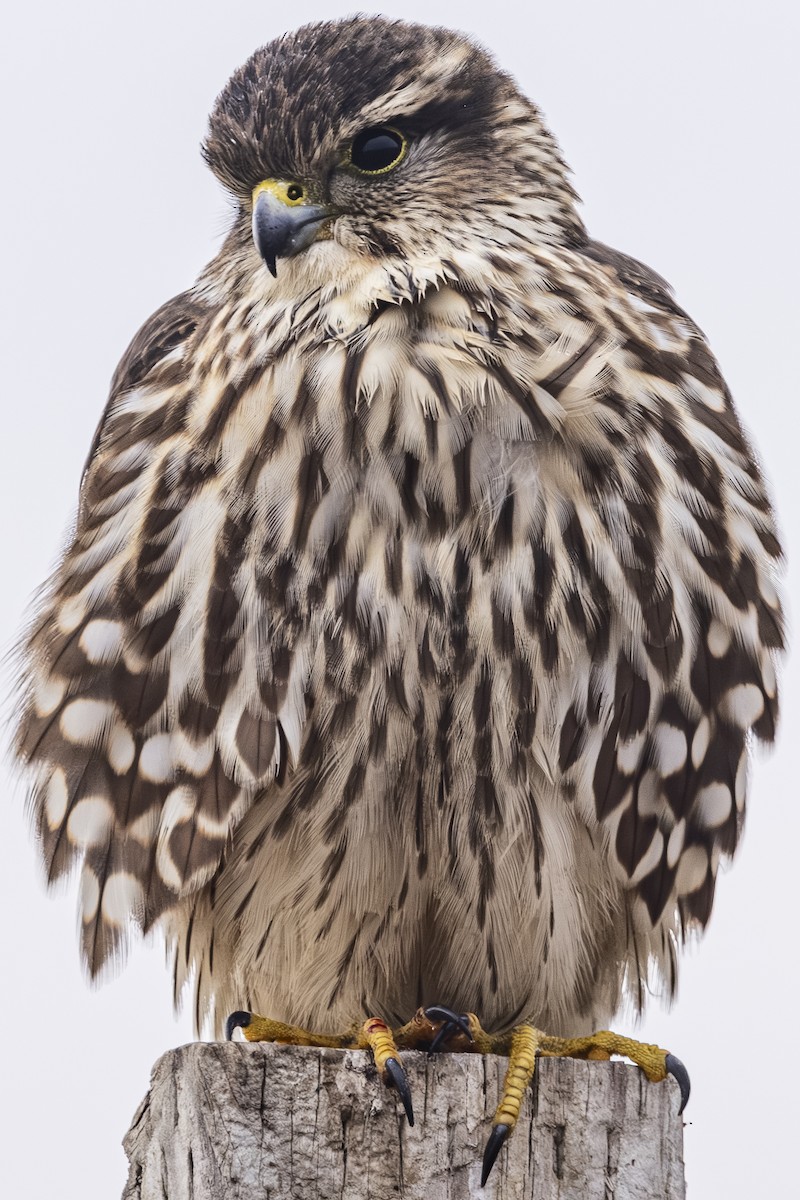 Boz Doğan - ML645191914