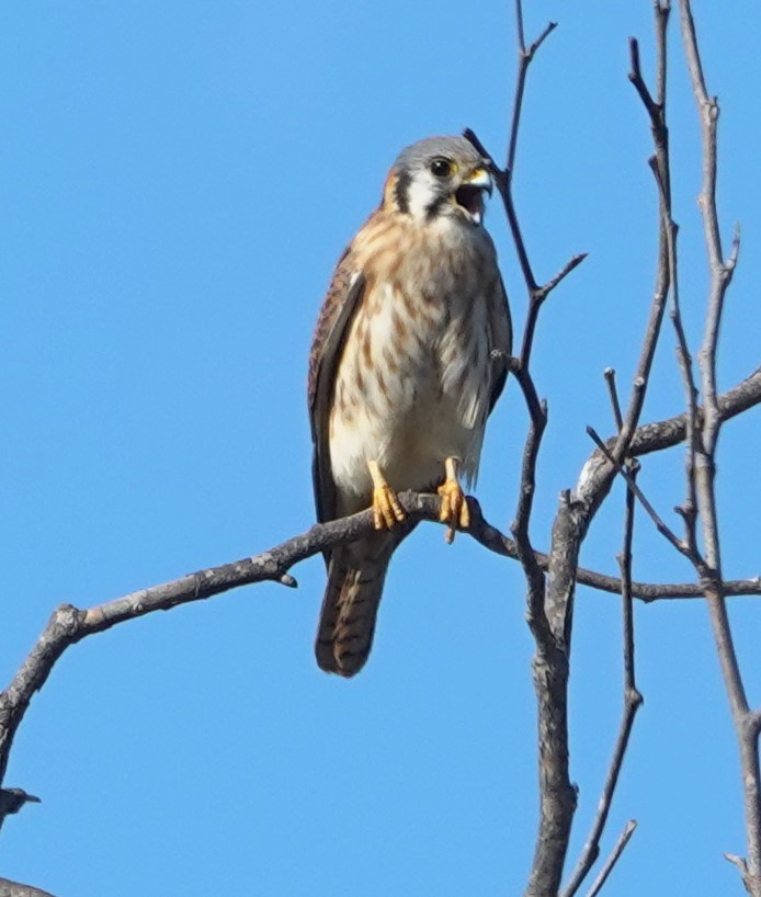 Ala Kerkenez - ML645191915