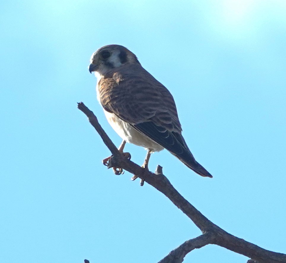 Ala Kerkenez - ML645191916