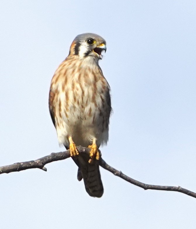 Ala Kerkenez - ML645191917