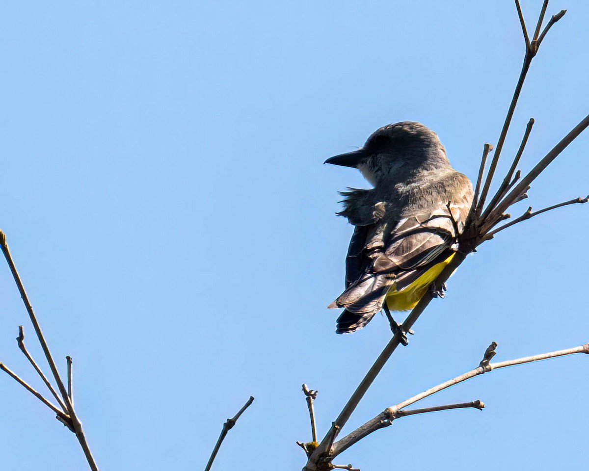 Tropikal Tiran - ML645191919