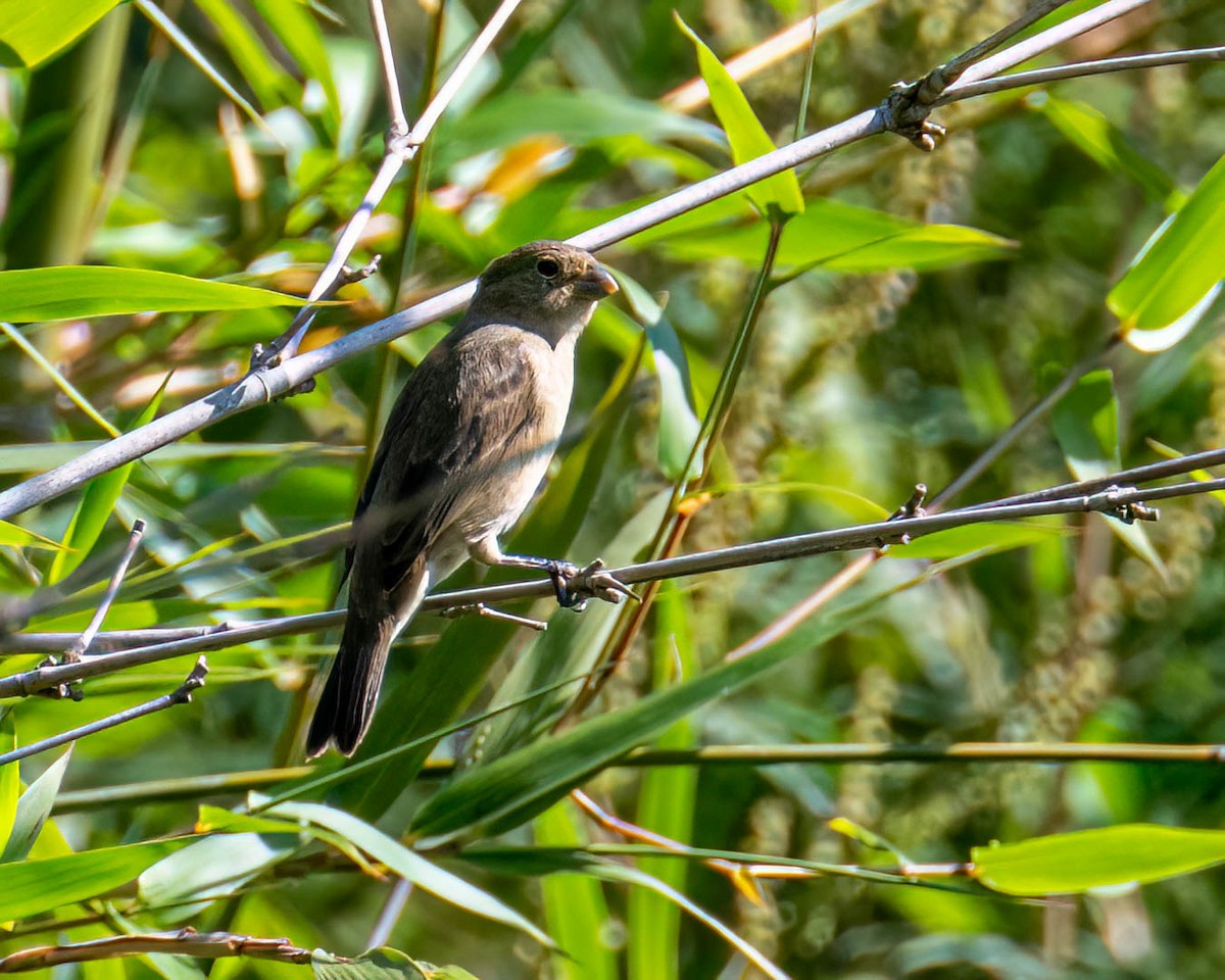 tanımsız Sporophila sp. - ML645191922